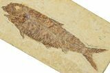 Detailed Fossil Fish (Knightia) - Wyoming #227457-1